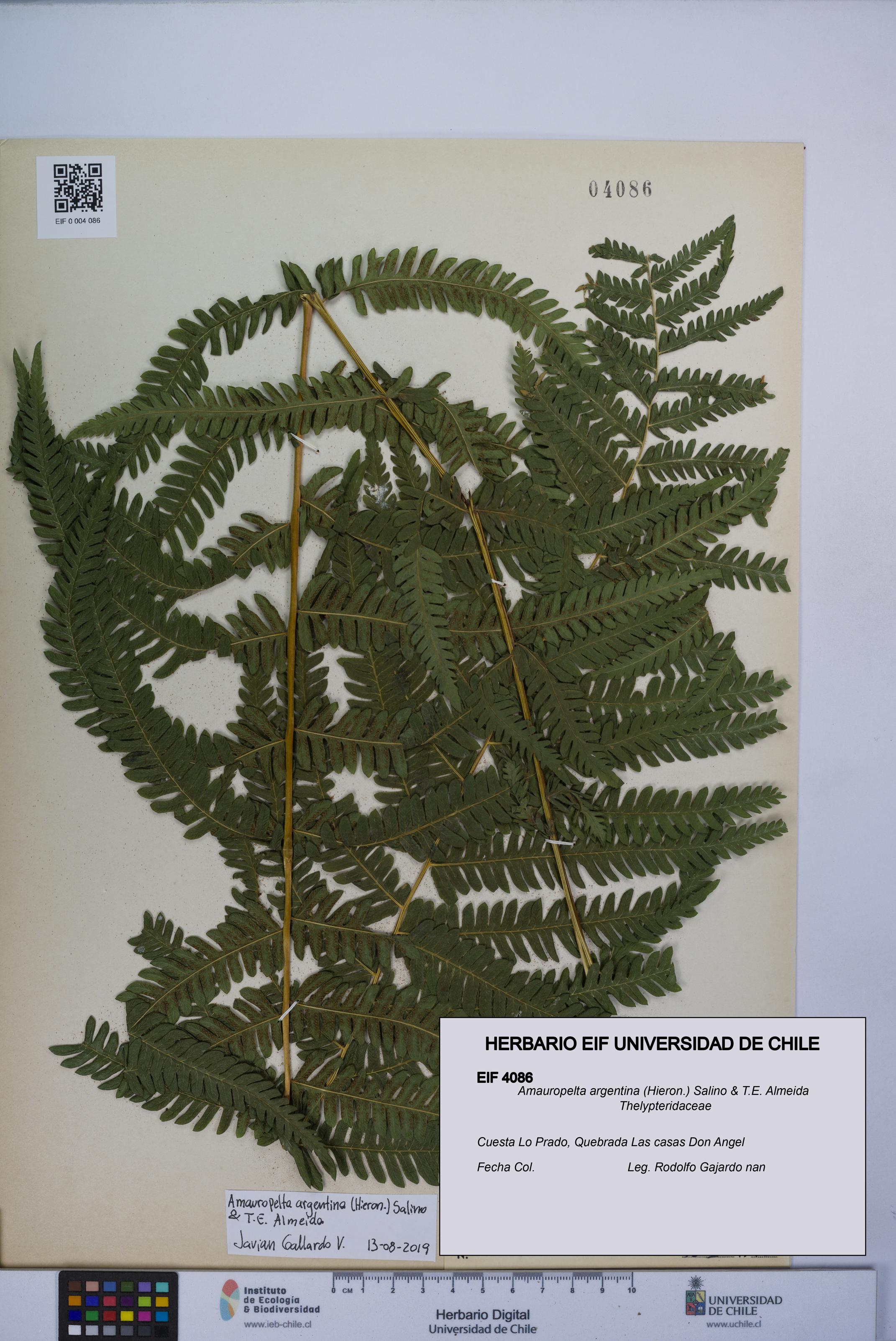 Amauropelta argentina [Espécimen: UCH:EIF:0004086]