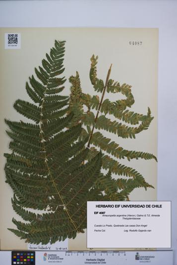 Amauropelta argentina [Espécimen: UCH:EIF:0004087]