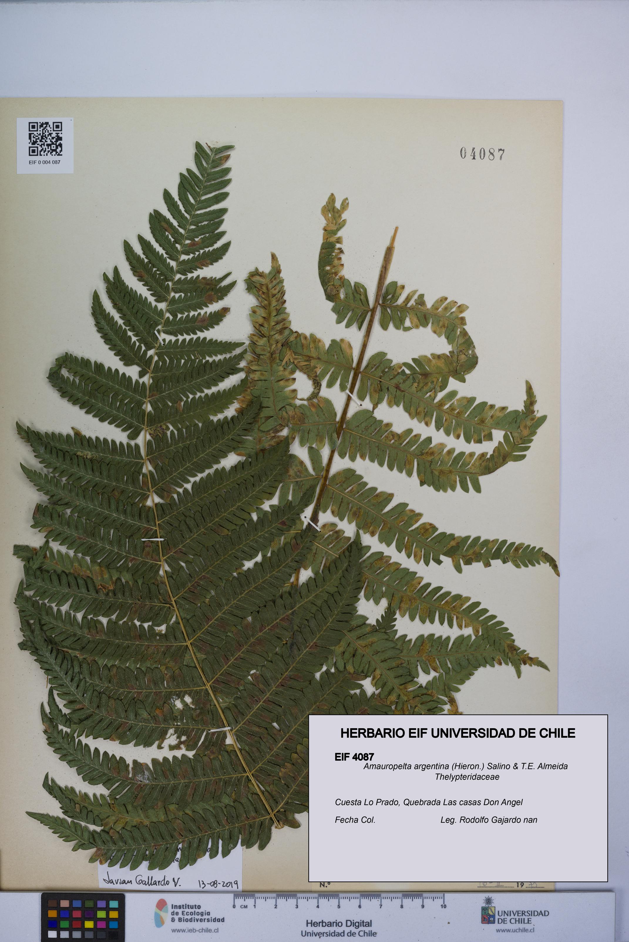 Amauropelta argentina [Espécimen: UCH:EIF:0004087]