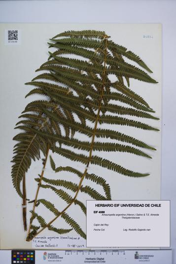 Amauropelta argentina [Espécimen: UCH:EIF:0004088]