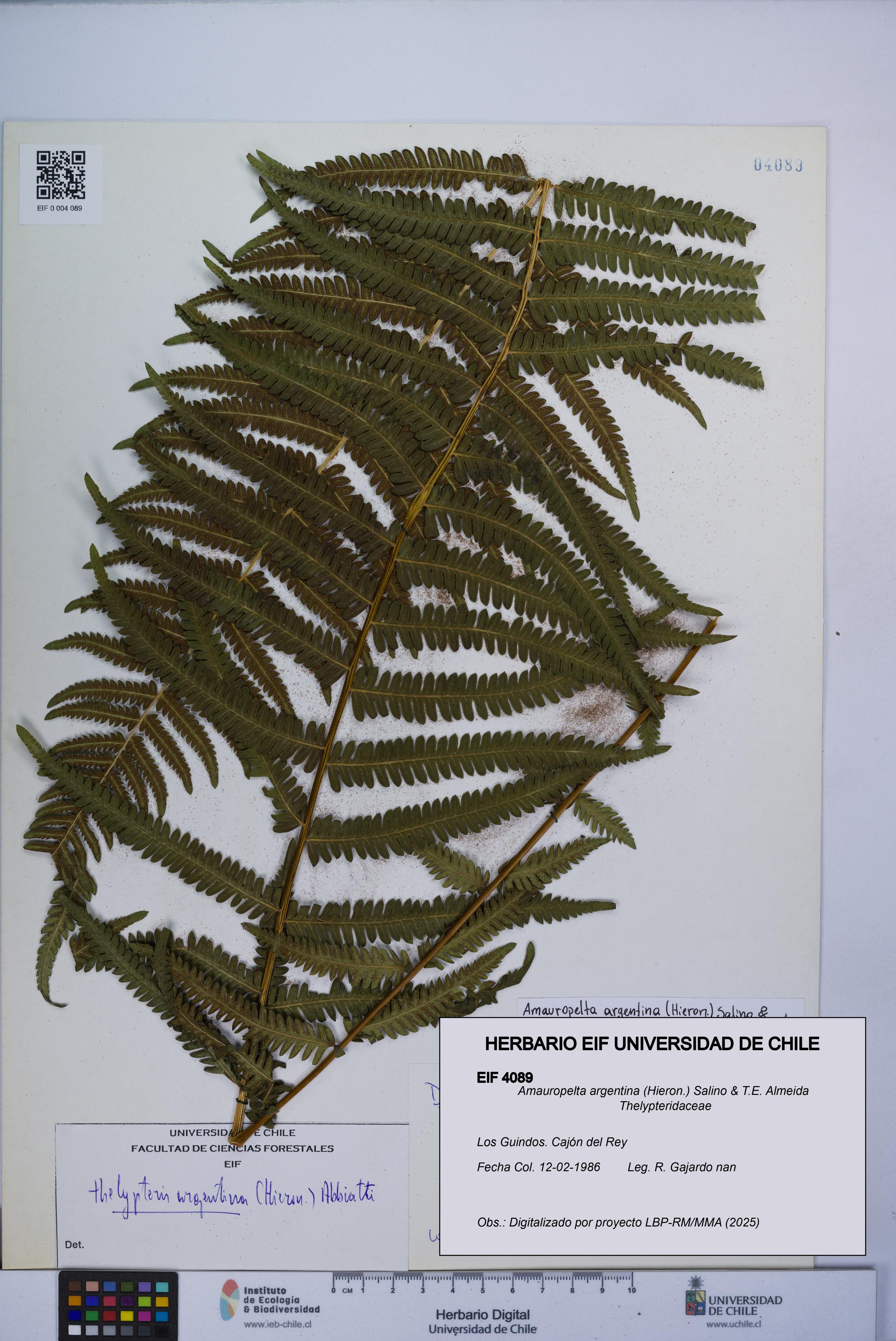 Amauropelta argentina [Espécimen: UCH:EIF:0004089]