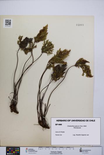 Cheilanthes glauca [Espécimen: UCH:EIF:0004093]