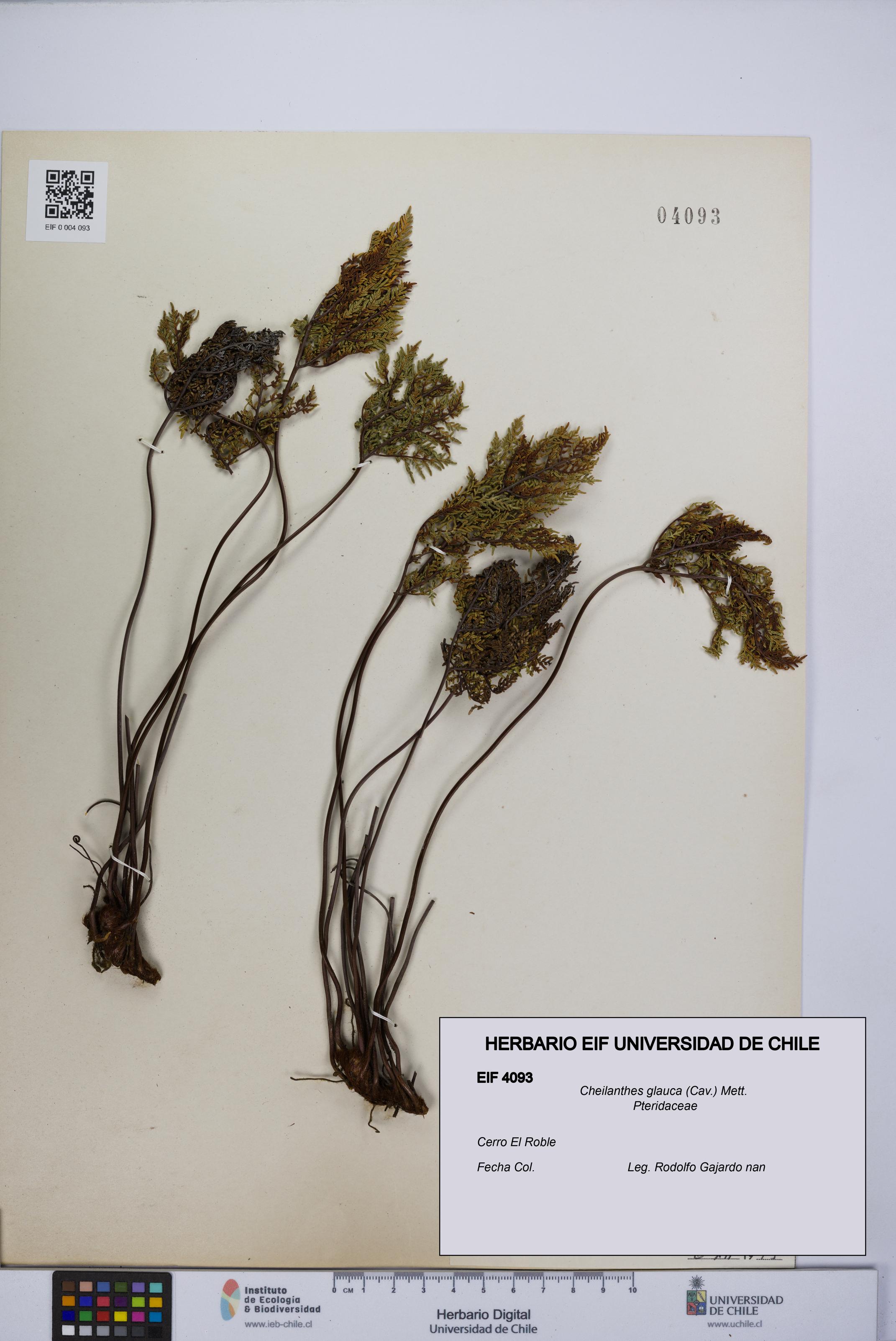 Cheilanthes glauca [Espécimen: UCH:EIF:0004093]