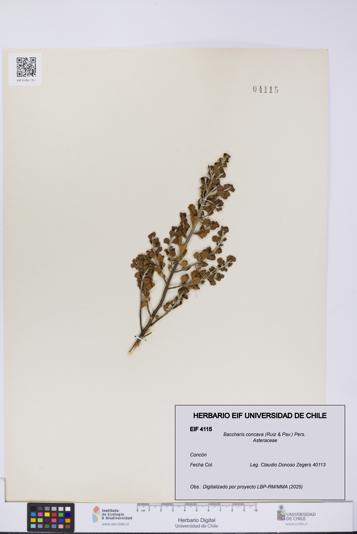 Baccharis concava [Espécimen: UCH:EIF:0004115]
