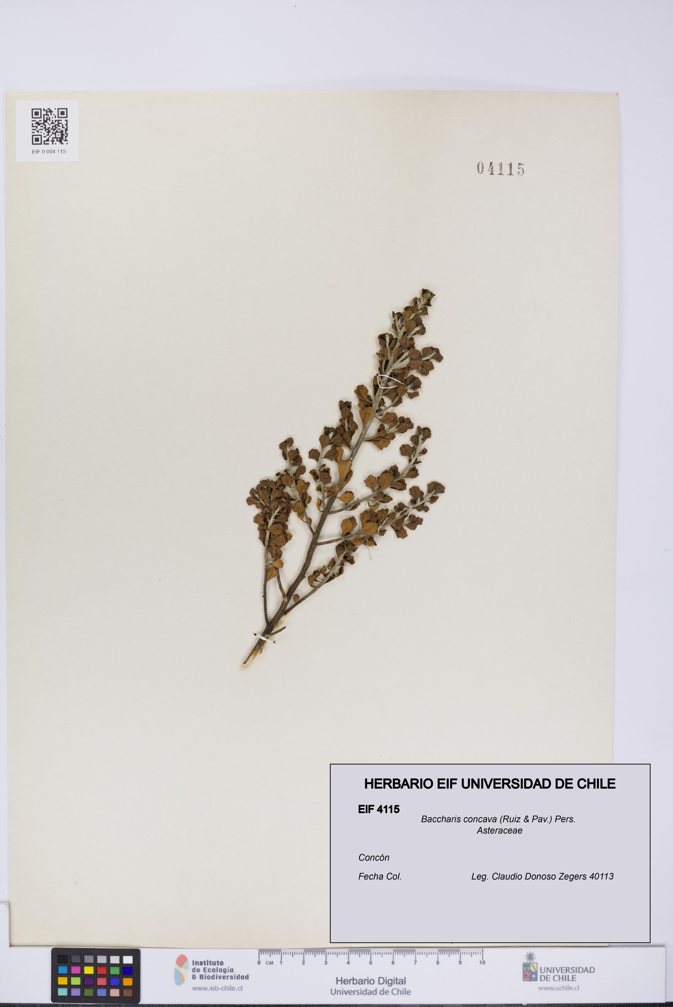 Baccharis concava [Espécimen: UCH:EIF:0004115]