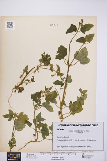 Loasa triloba [Espécimen: UCH:EIF:0004243]