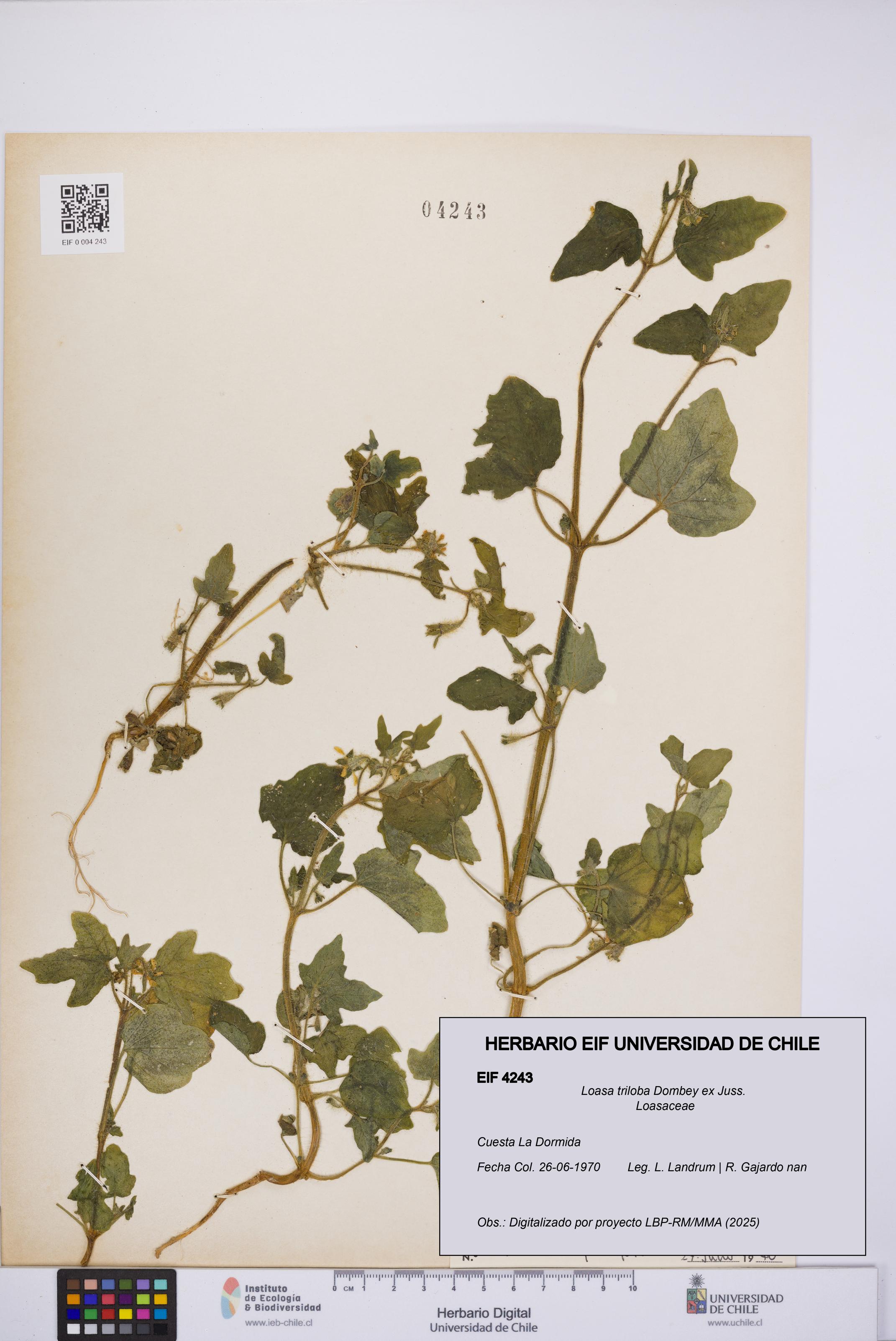 Loasa triloba [Espécimen: UCH:EIF:0004243]