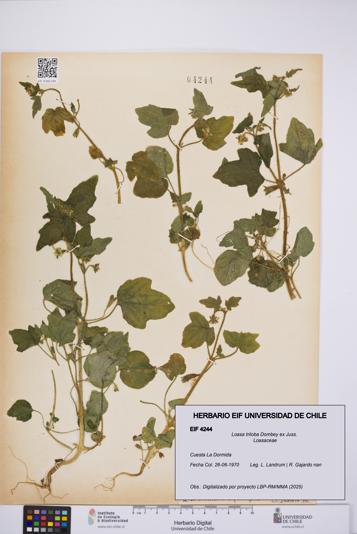 Loasa triloba [Espécimen: UCH:EIF:0004244]