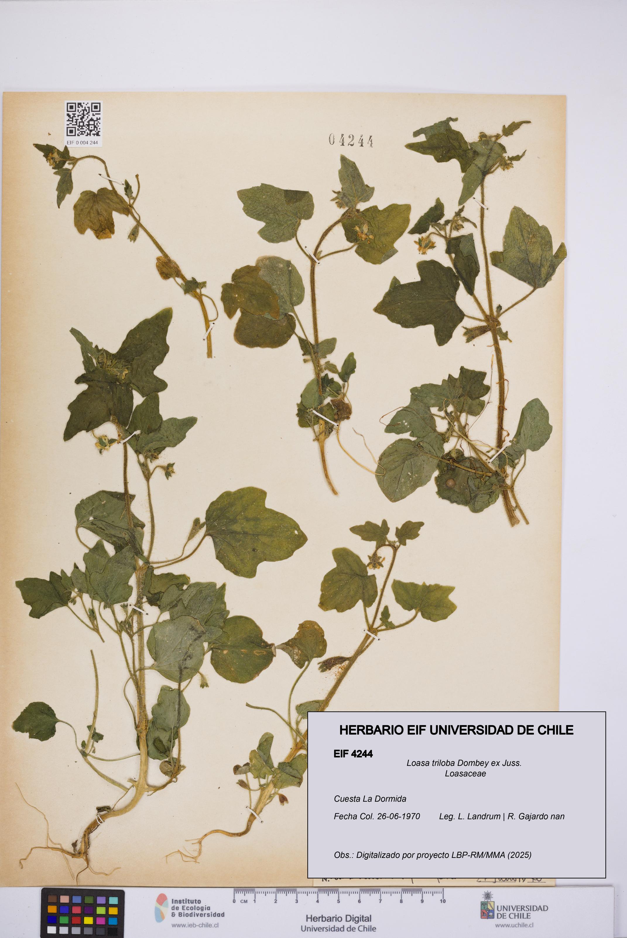 Loasa triloba [Espécimen: UCH:EIF:0004244]