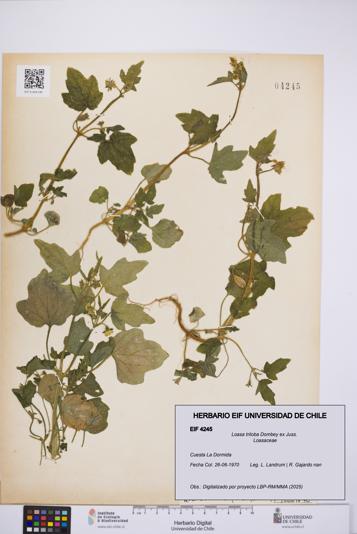 Loasa triloba [Espécimen: UCH:EIF:0004245]