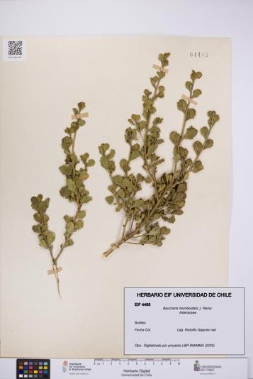 Baccharis rhomboidalis [Espécimen: UCH:EIF:0004485]