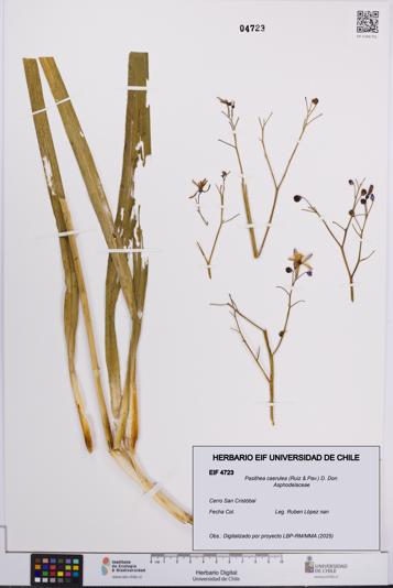 Pasithea caerulea [Espécimen: UCH:EIF:0004723]