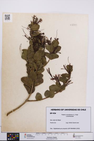 Tristerix corymbosus [Espécimen: UCH:EIF:0004724]