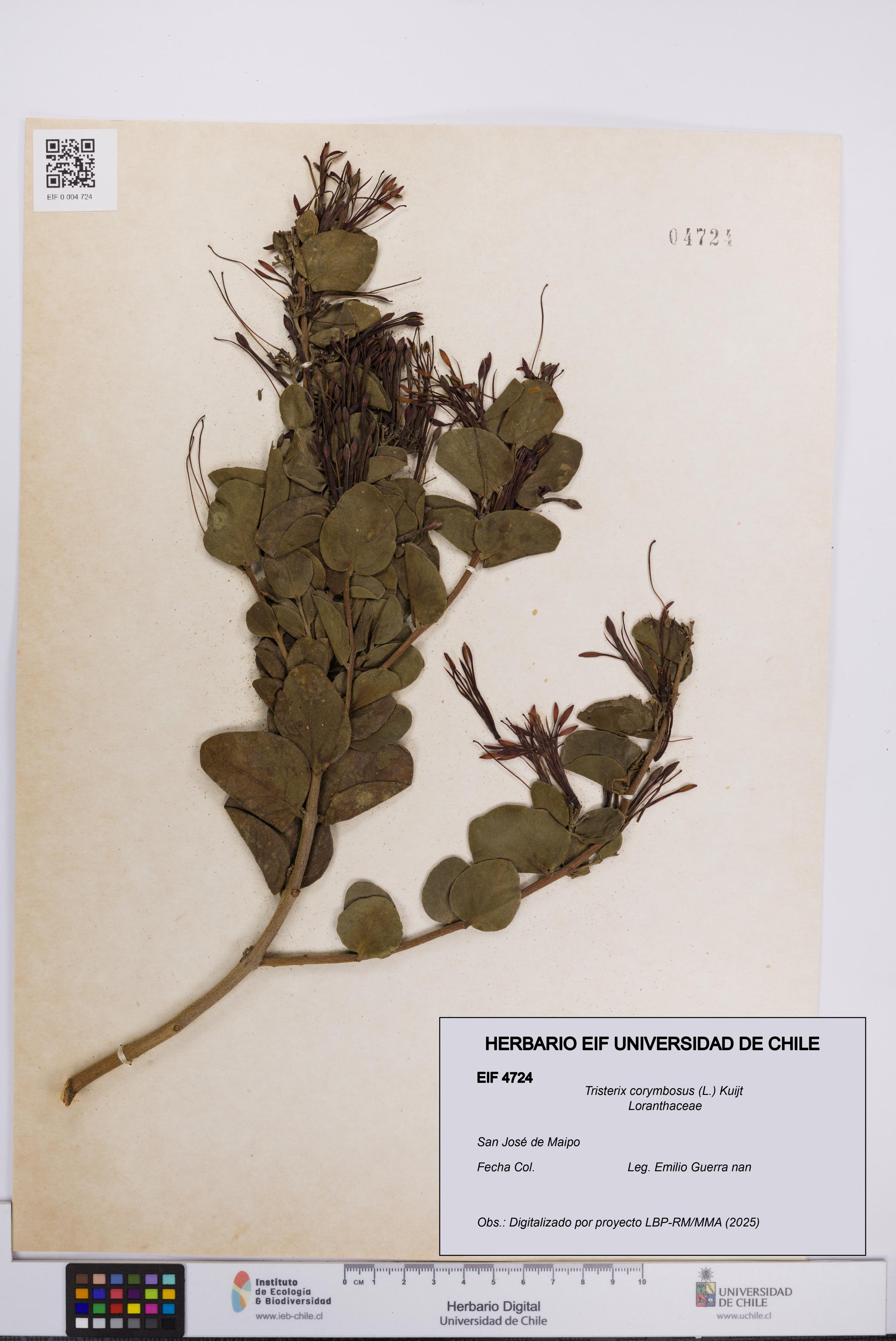 Tristerix corymbosus [Espécimen: UCH:EIF:0004724]