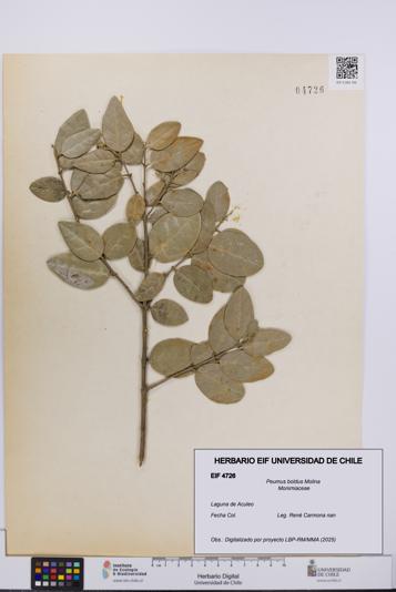 Peumus boldus [Espécimen: UCH:EIF:0004726]