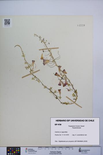 Tropaeolum tricolor [Espécimen: UCH:EIF:0004729]