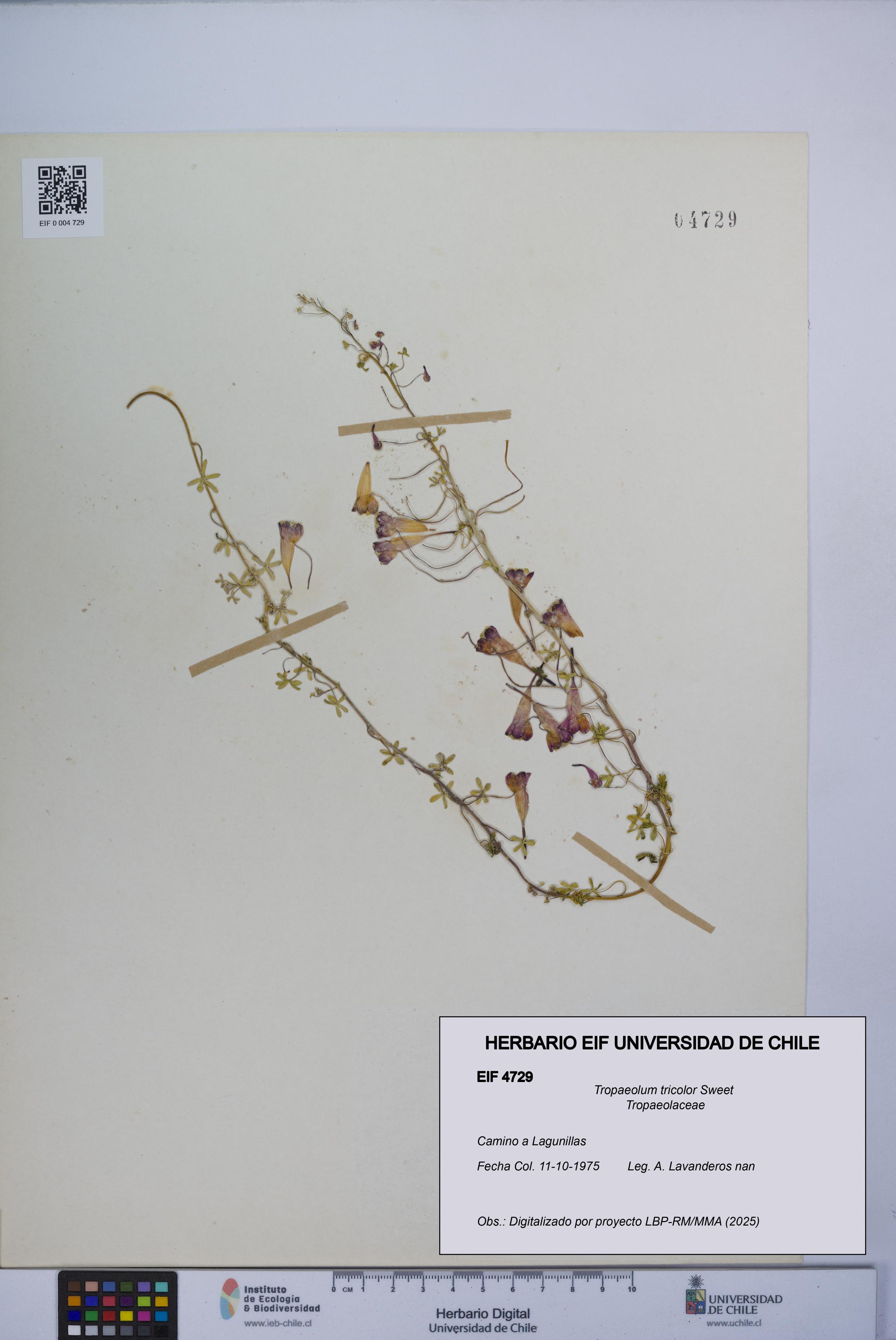Tropaeolum tricolor [Espécimen: UCH:EIF:0004729]