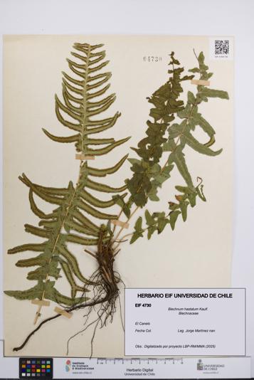 Blechnum hastatum [Espécimen: UCH:EIF:0004730]