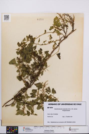 Muehlenbeckia hastulata [Espécimen: UCH:EIF:0004731]