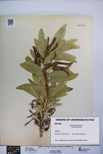 Lobelia excelsa [Espécimen: UCH:EIF:0004732]