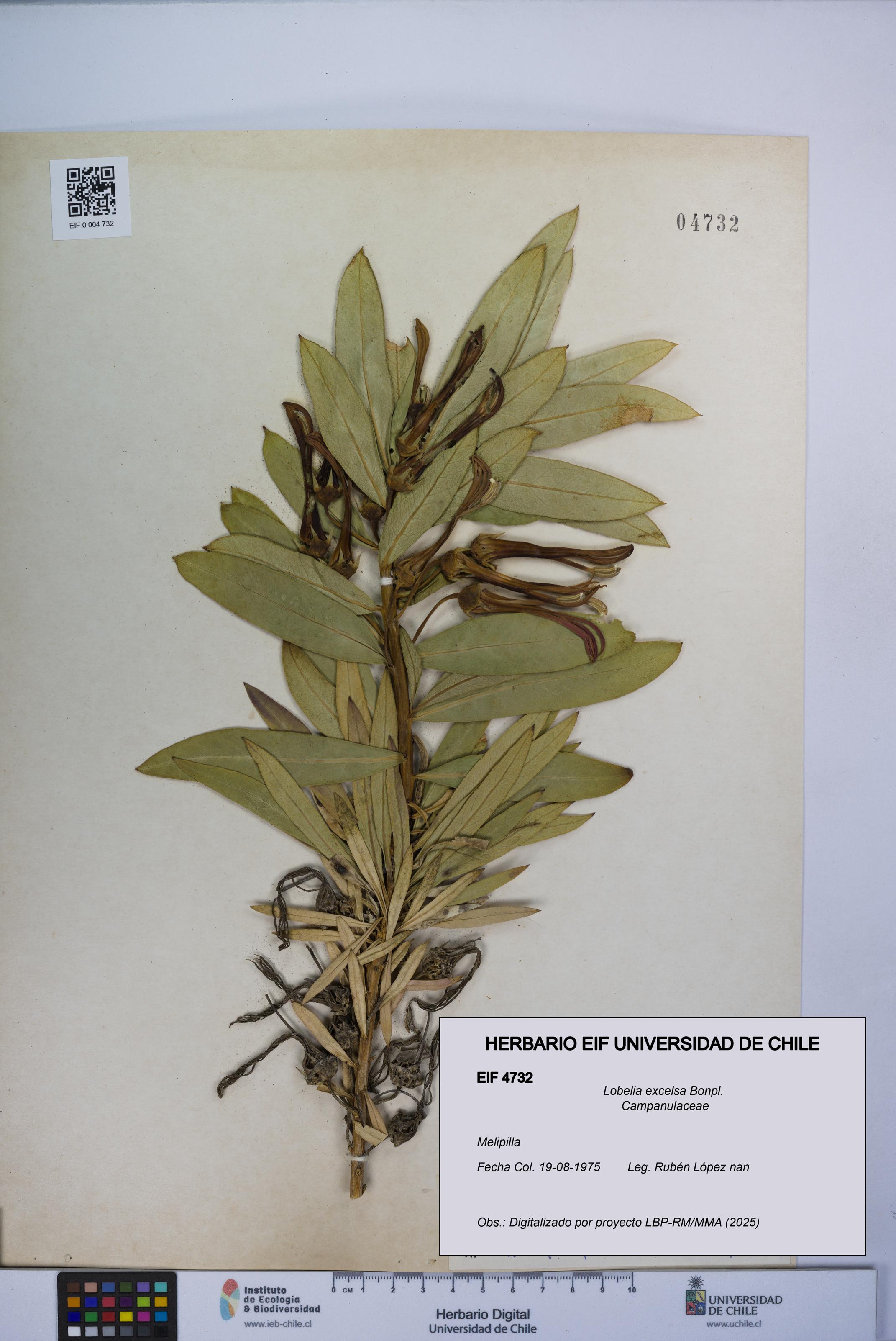 Lobelia excelsa [Espécimen: UCH:EIF:0004732]