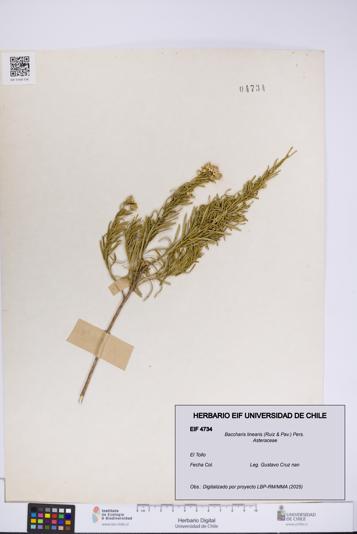 Baccharis linearis [Espécimen: UCH:EIF:0004734]