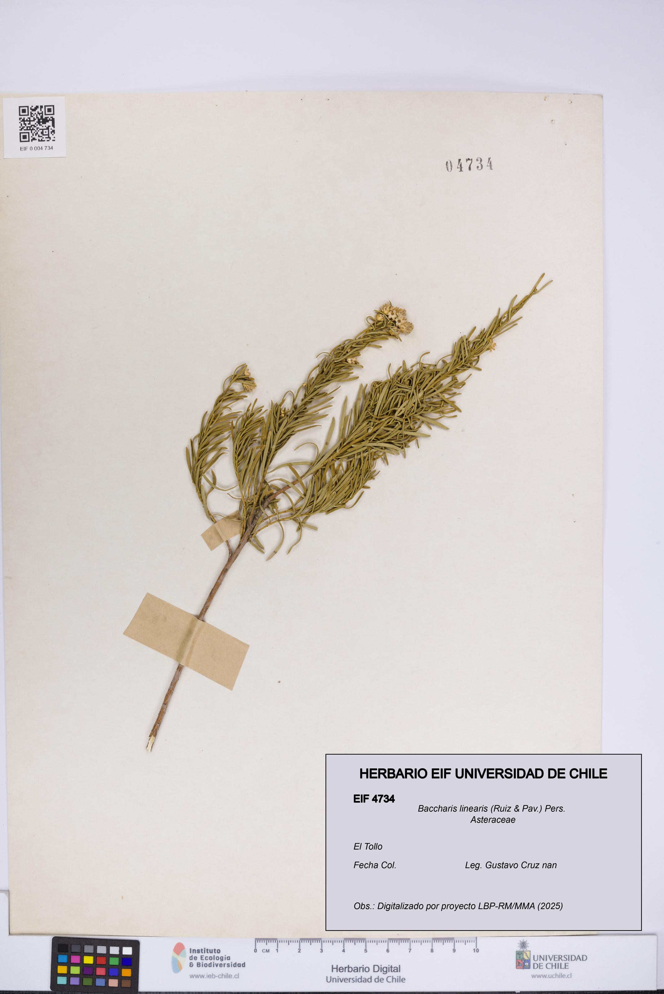 Baccharis linearis [Espécimen: UCH:EIF:0004734]