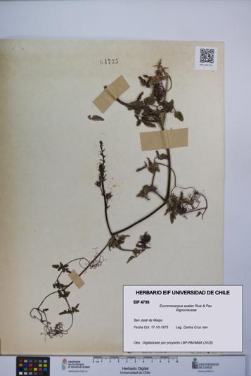 Eccremocarpus scaber [Espécimen: UCH:EIF:0004735]