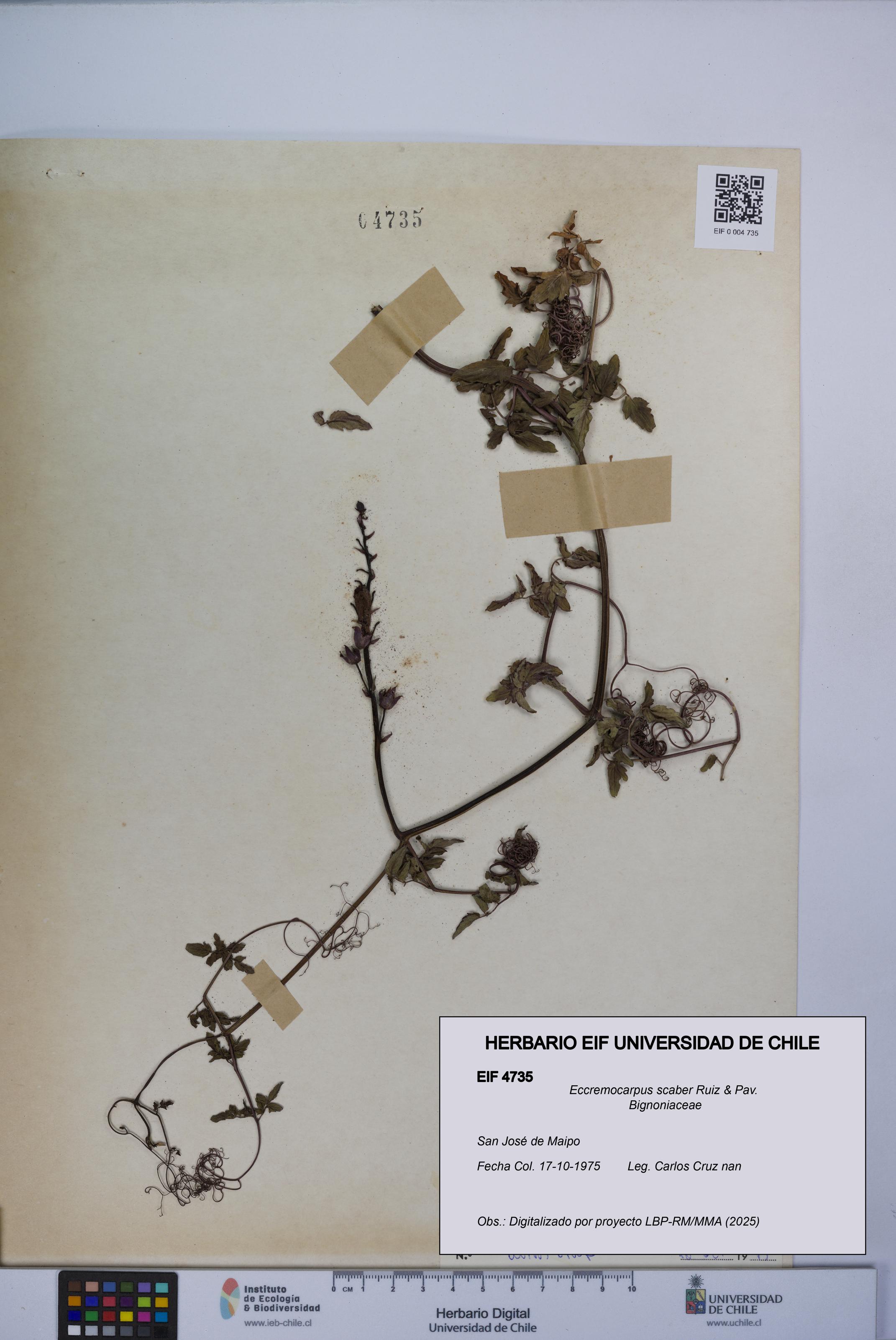 Eccremocarpus scaber [Espécimen: UCH:EIF:0004735]