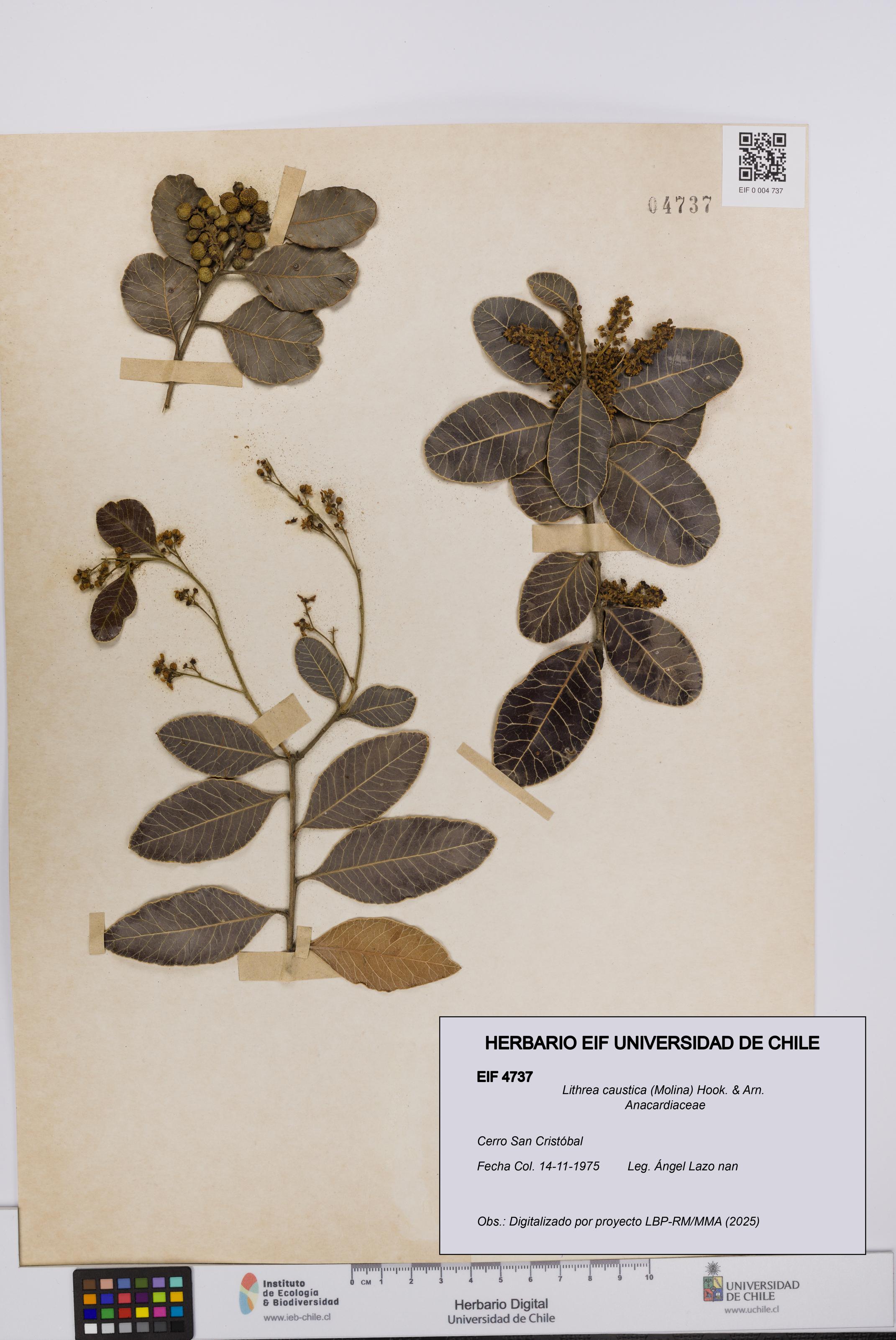 Lithrea caustica [Espécimen: UCH:EIF:0004737]