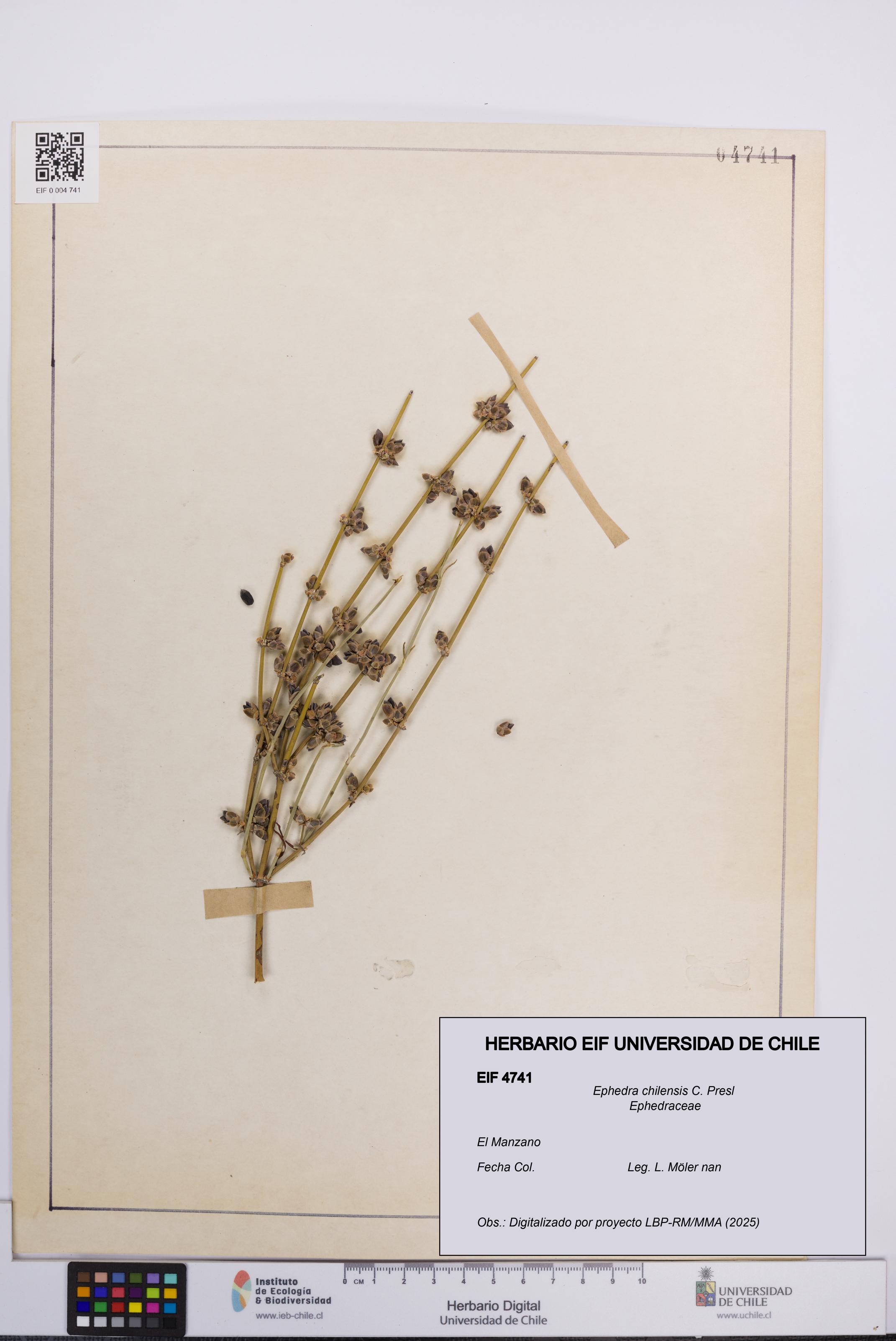 Ephedra chilensis [Espécimen: UCH:EIF:0004741]