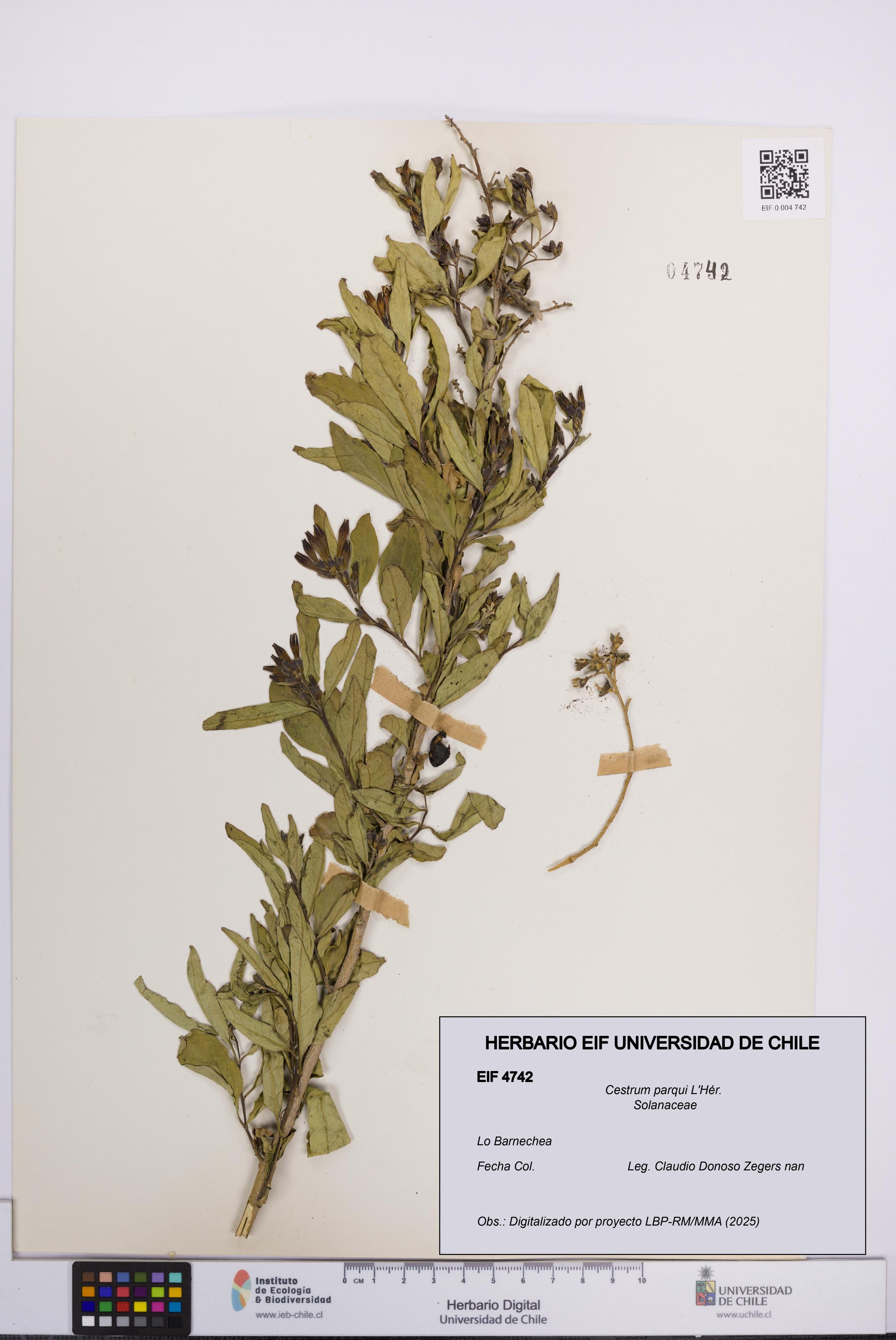 Cestrum parqui [Espécimen: UCH:EIF:0004742]