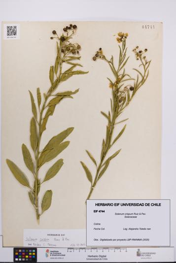 Solanum crispum [Espécimen: UCH:EIF:0004744]