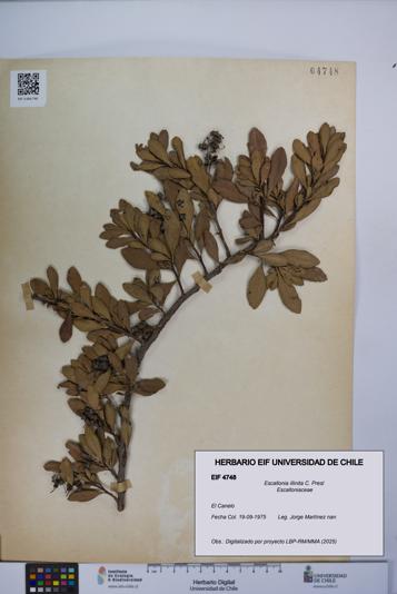 Escallonia illinita [Espécimen: UCH:EIF:0004748]