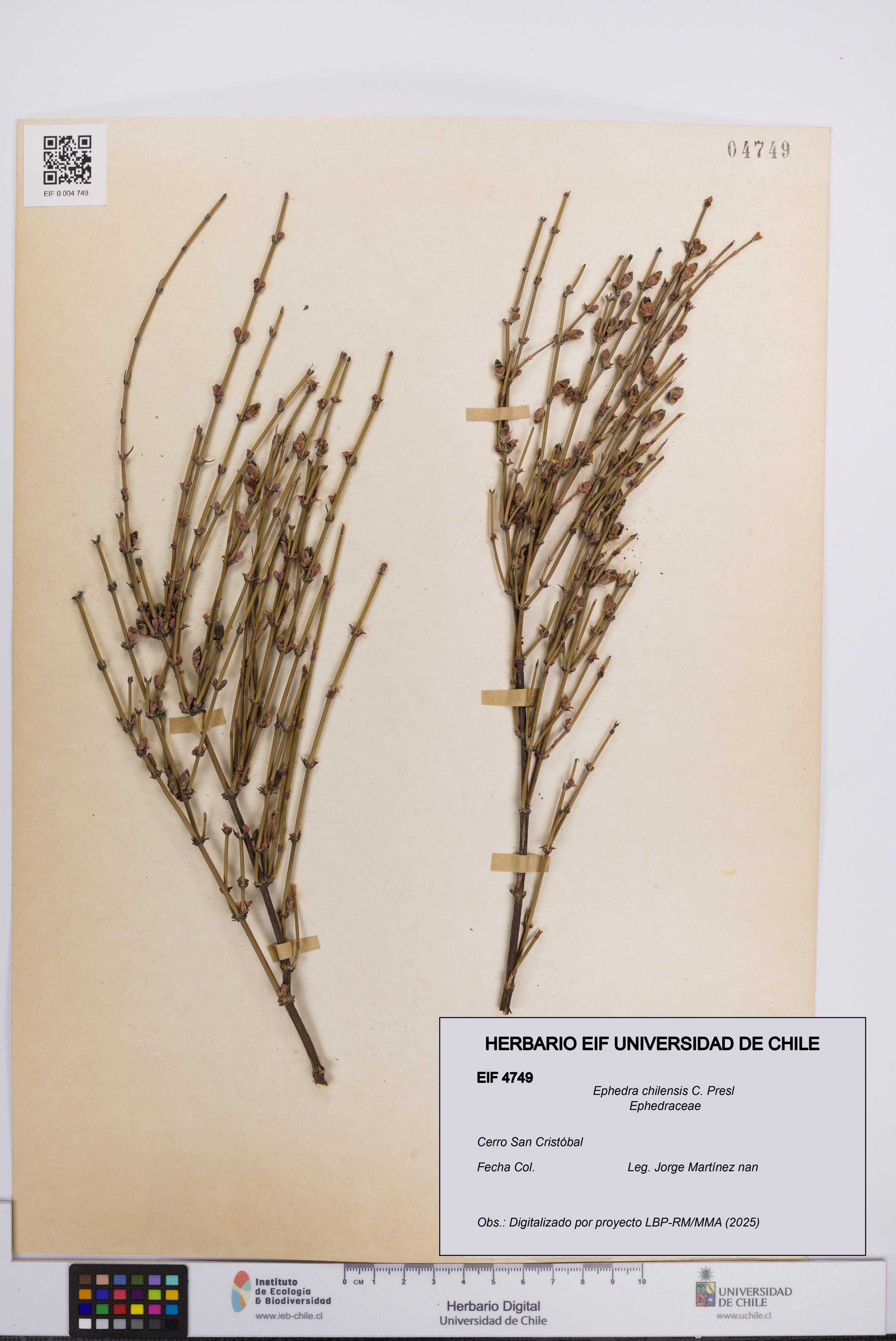 Ephedra chilensis [Espécimen: UCH:EIF:0004749]