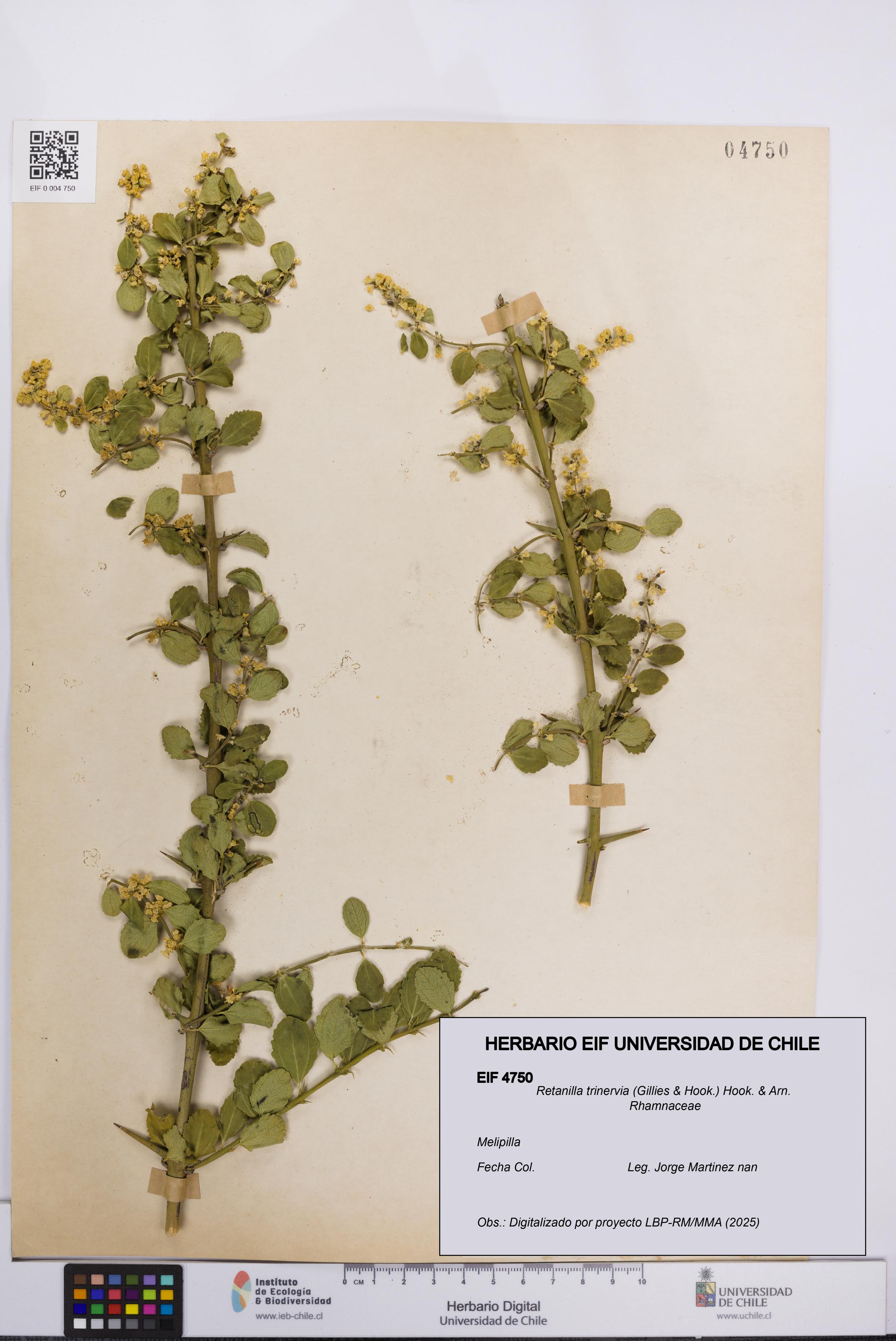 Retanilla trinervia [Espécimen: UCH:EIF:0004750]