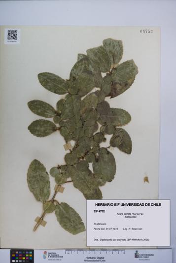 Azara serrata [Espécimen: UCH:EIF:0004752]