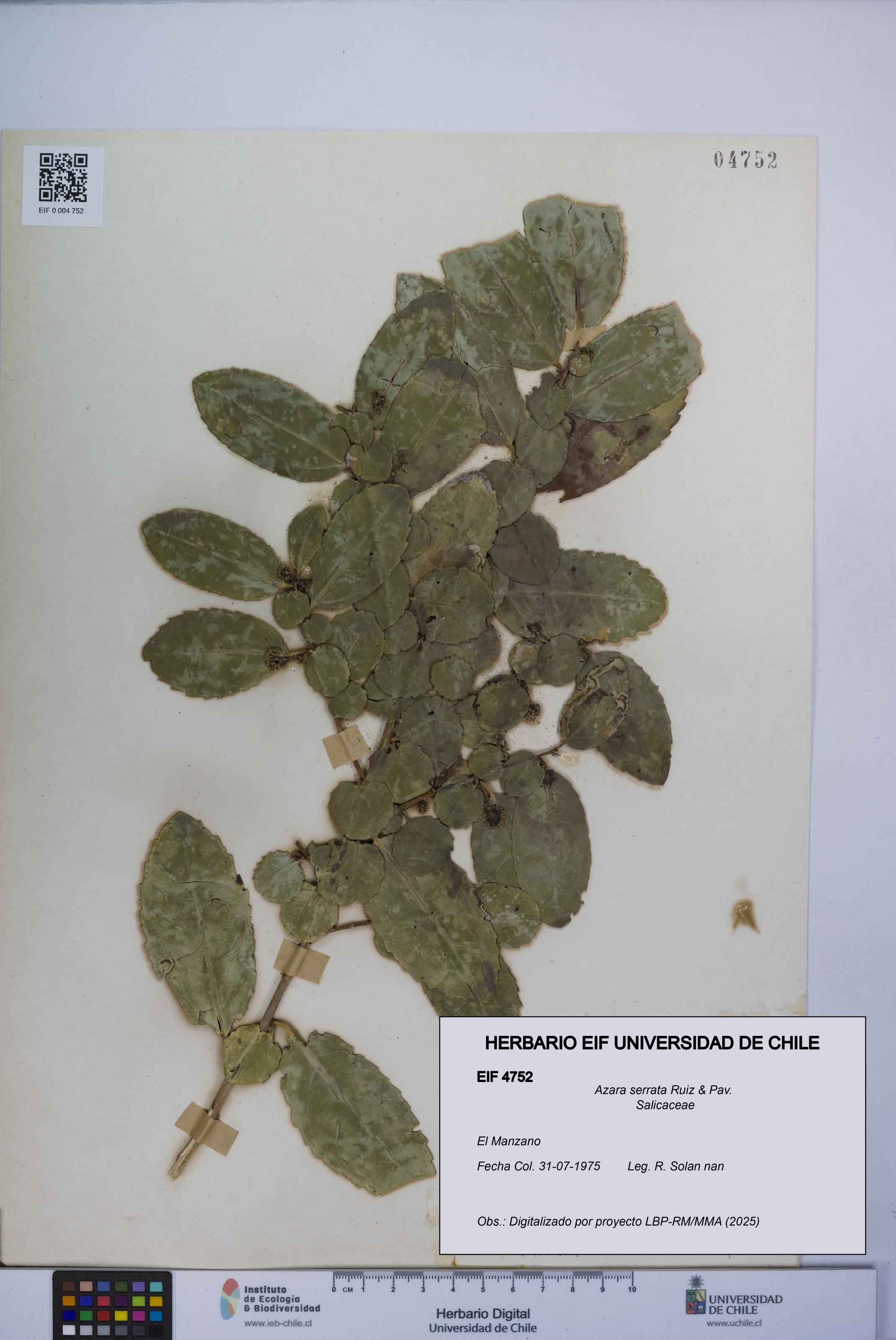 Azara serrata [Espécimen: UCH:EIF:0004752]