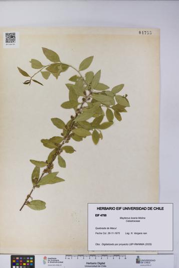 Maytenus boaria [Espécimen: UCH:EIF:0004755]