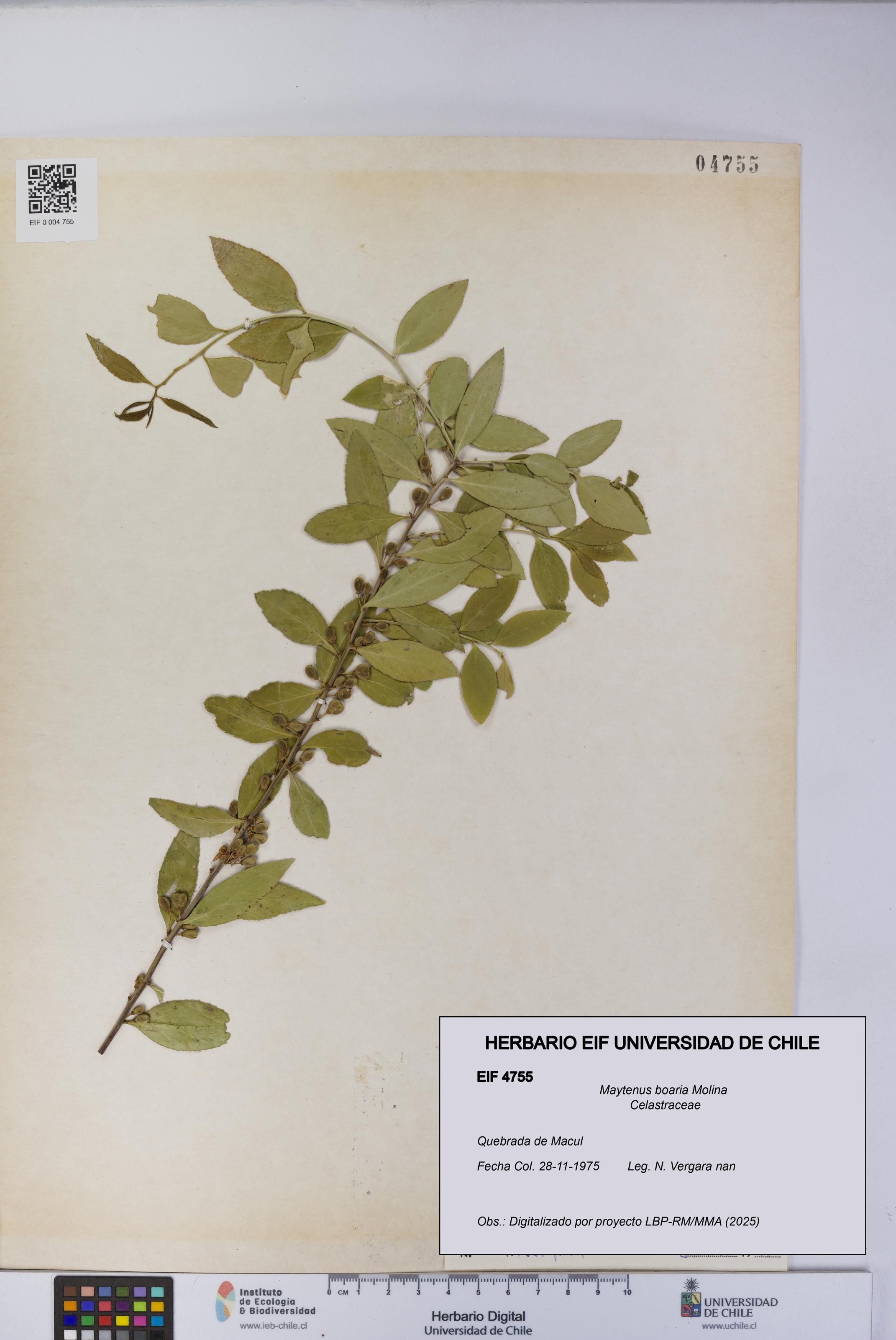 Maytenus boaria [Espécimen: UCH:EIF:0004755]