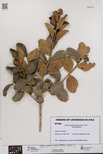 Lithrea caustica [Espécimen: UCH:EIF:0004836]