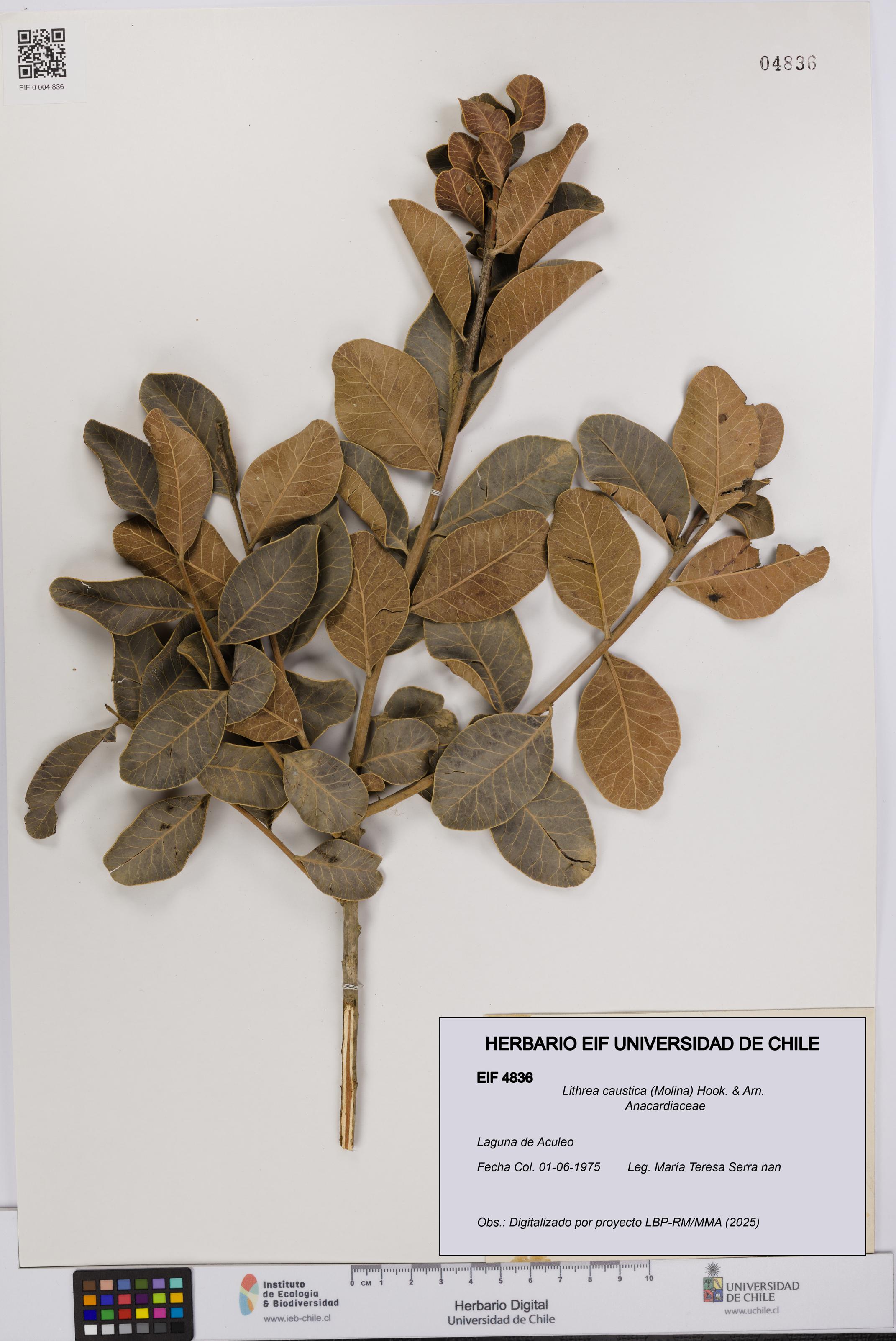 Lithrea caustica [Espécimen: UCH:EIF:0004836]