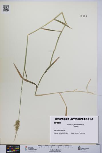 Polypogon australis [Espécimen: UCH:EIF:0005096]
