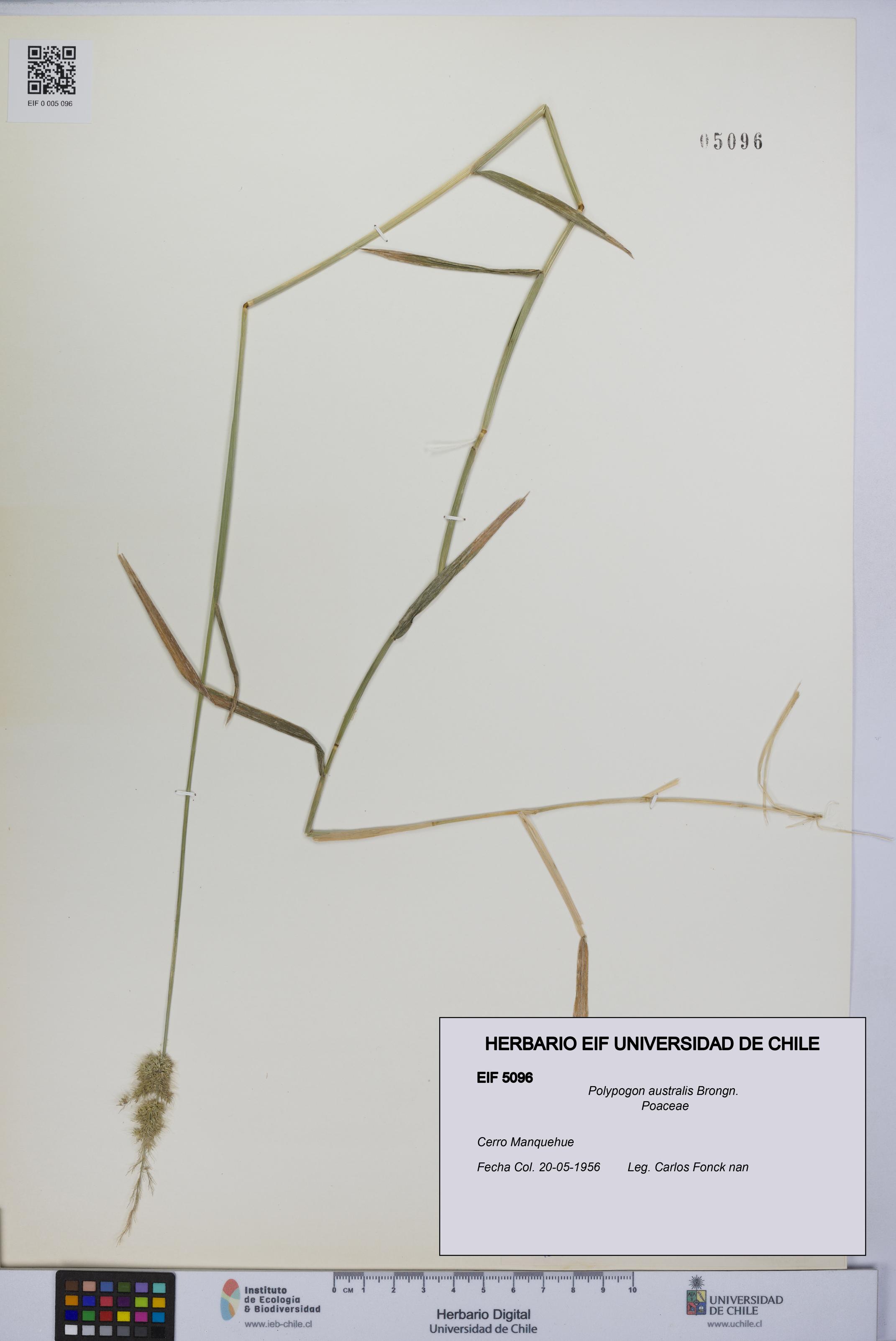 Polypogon australis [Espécimen: UCH:EIF:0005096]