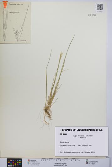 Vulpia myuros [Espécimen: UCH:EIF:0005099]