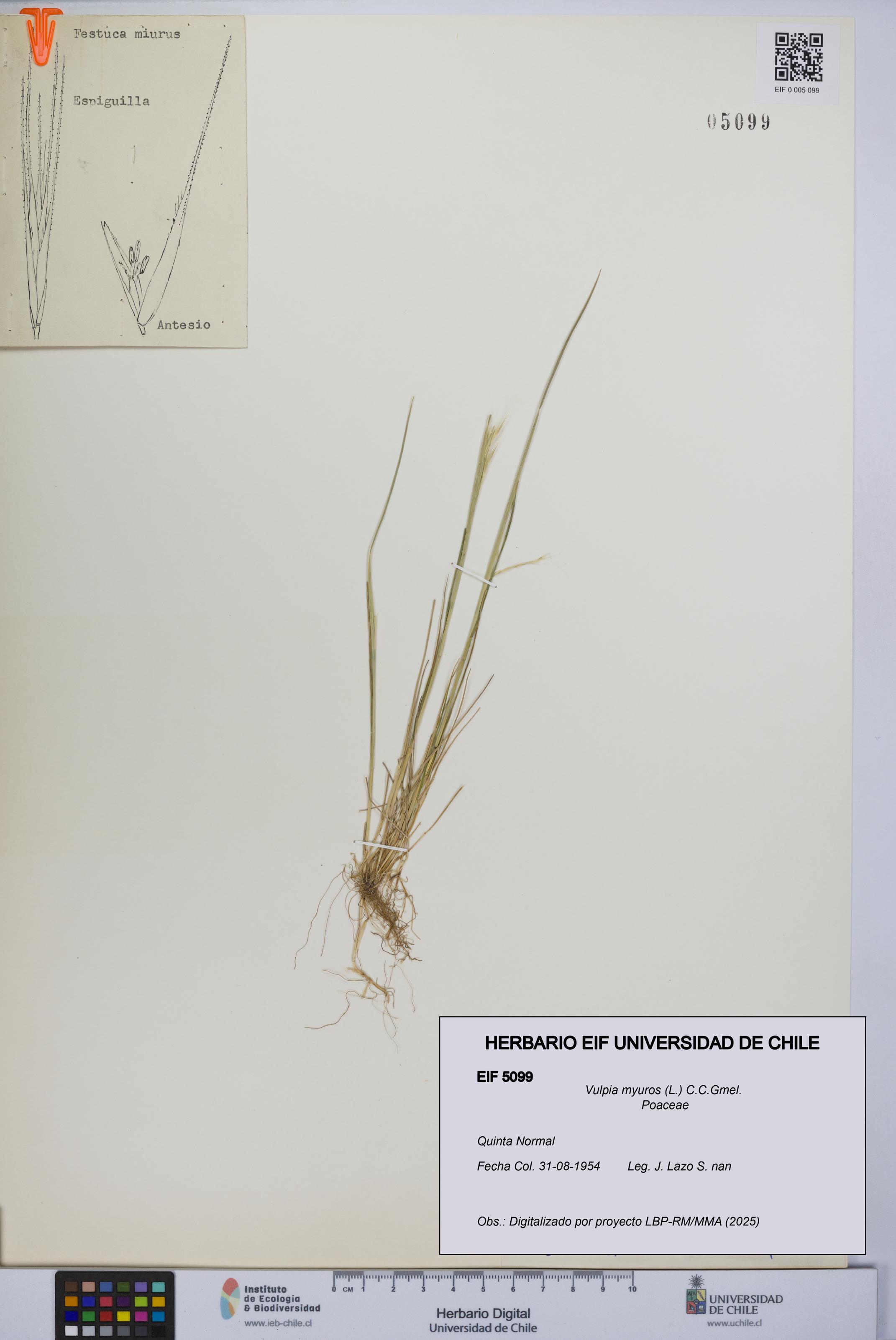 Vulpia myuros [Espécimen: UCH:EIF:0005099]