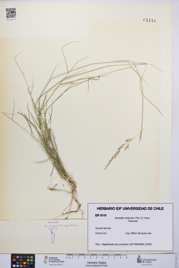 Nassella chilensis [Espécimen: UCH:EIF:0005110]