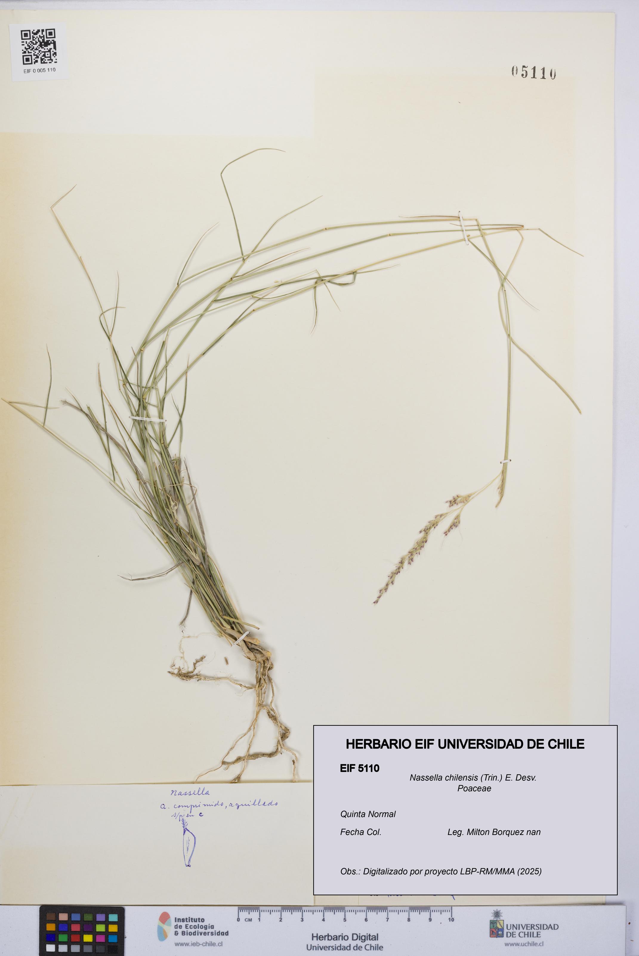 Nassella chilensis [Espécimen: UCH:EIF:0005110]