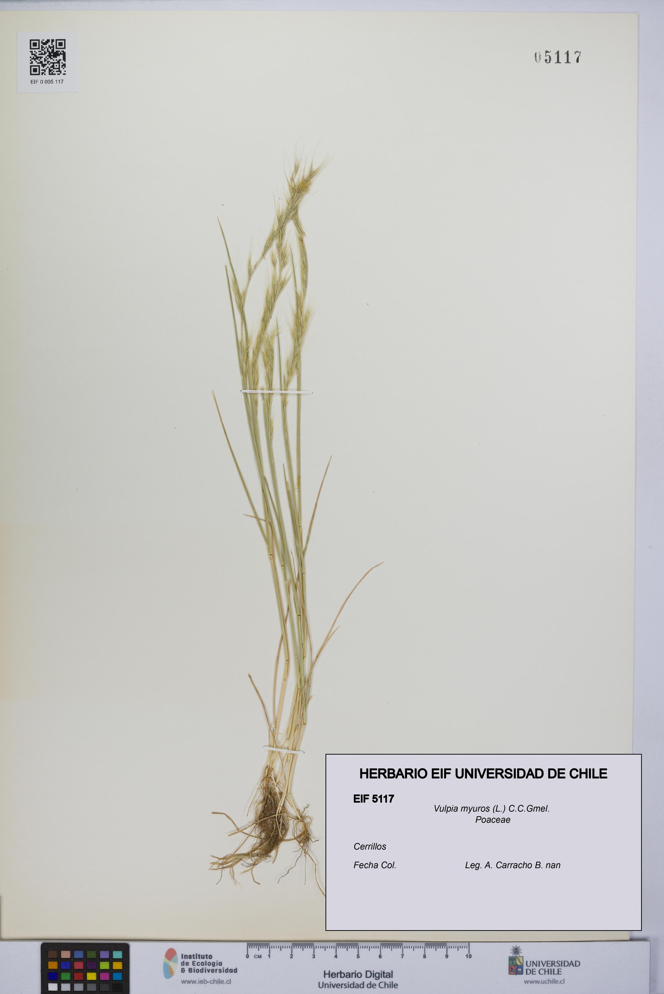 Vulpia myuros [Espécimen: UCH:EIF:0005117]
