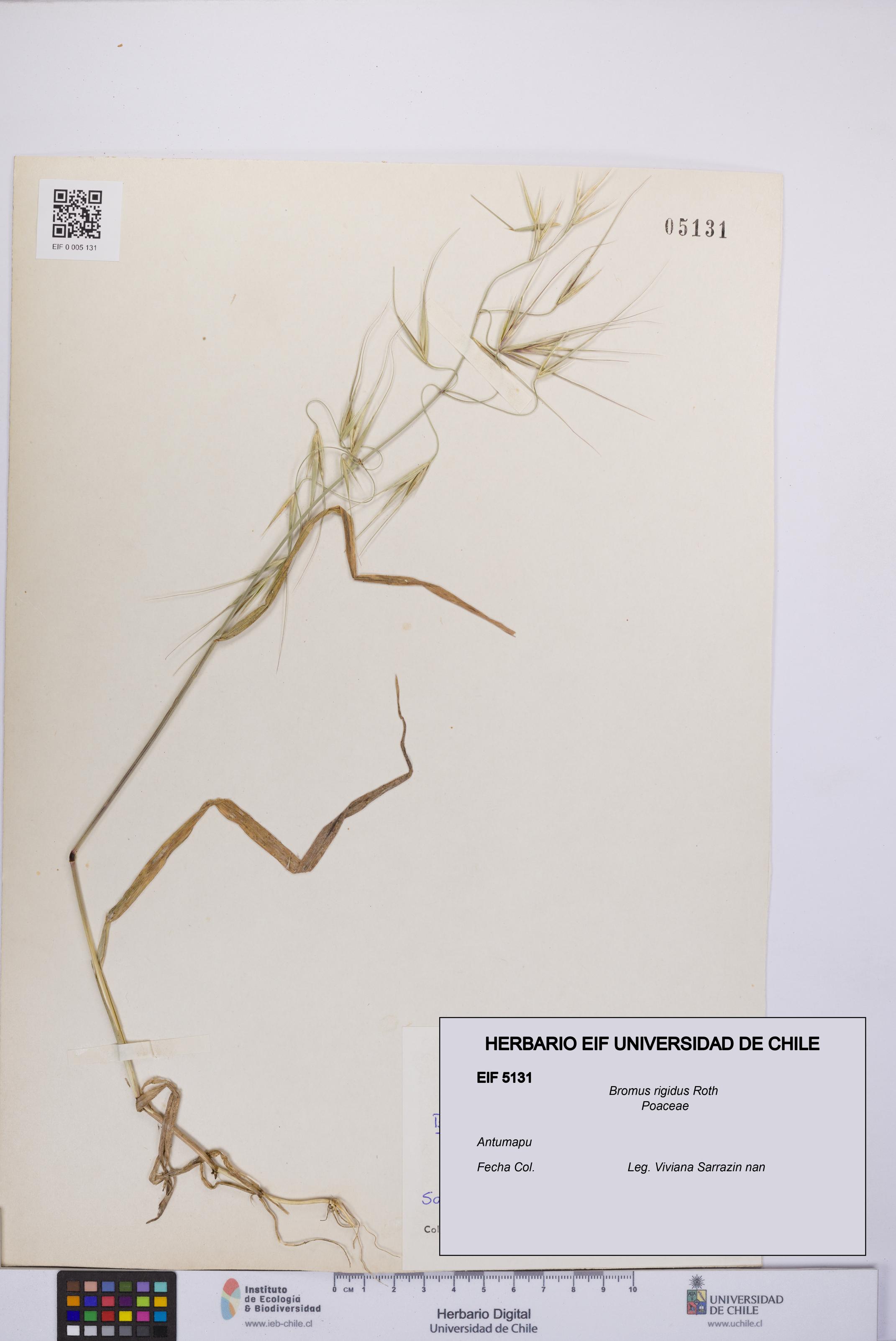 Bromus rigidus [Espécimen: UCH:EIF:0005131]